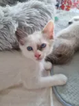 Kiara