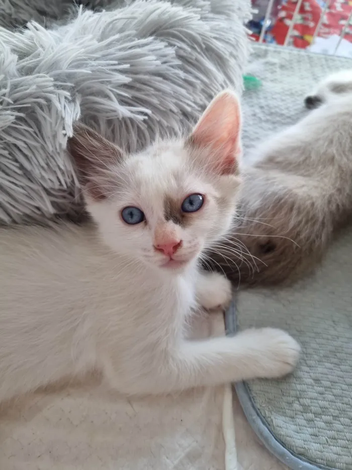 Gato ra a SRD-ViraLata idade 2 a 6 meses nome Kiara