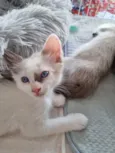 Kiara