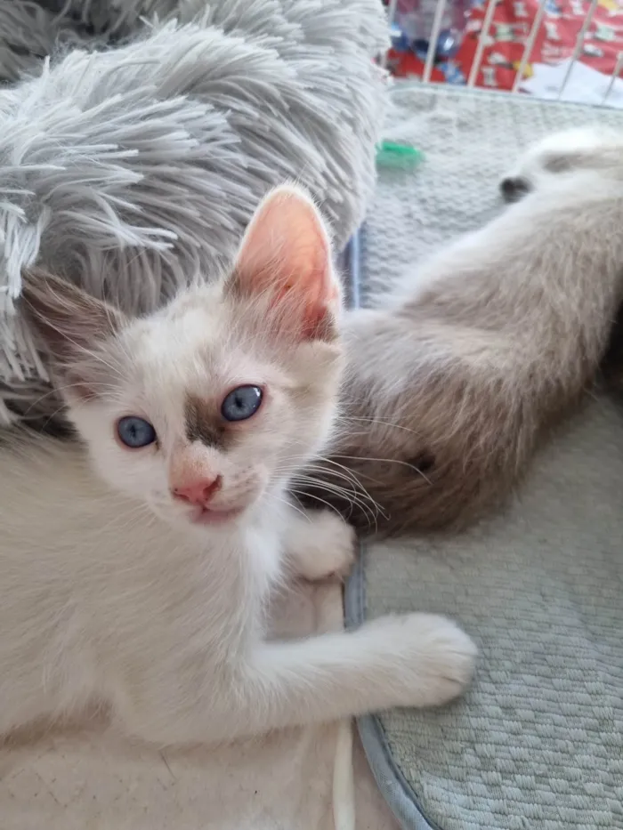 Gato ra a SRD-ViraLata idade 2 a 6 meses nome Kiara