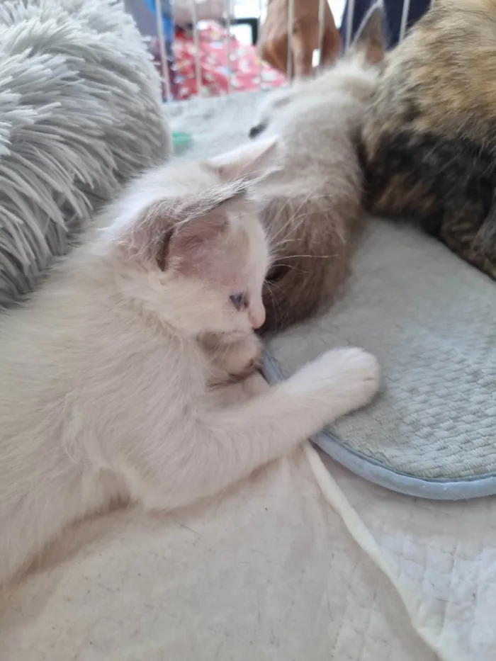 Gato ra a SRD-ViraLata idade 2 a 6 meses nome Kiara