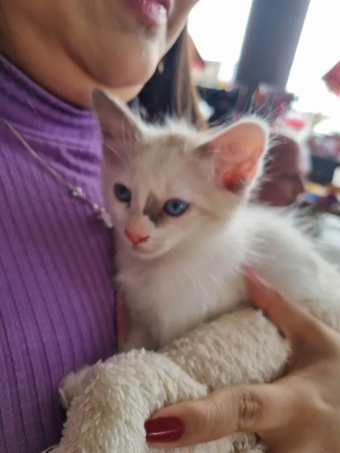 Gato ra a SRD-ViraLata idade 2 a 6 meses nome Kiara