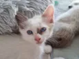 Kiara