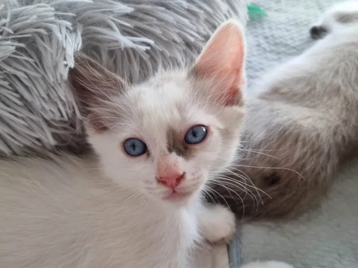 Gato ra a SRD-ViraLata idade 2 a 6 meses nome Kiara
