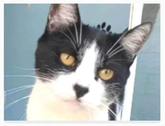 Gato ra a srd frajolinha idade 2 anos nome MAGGIE 