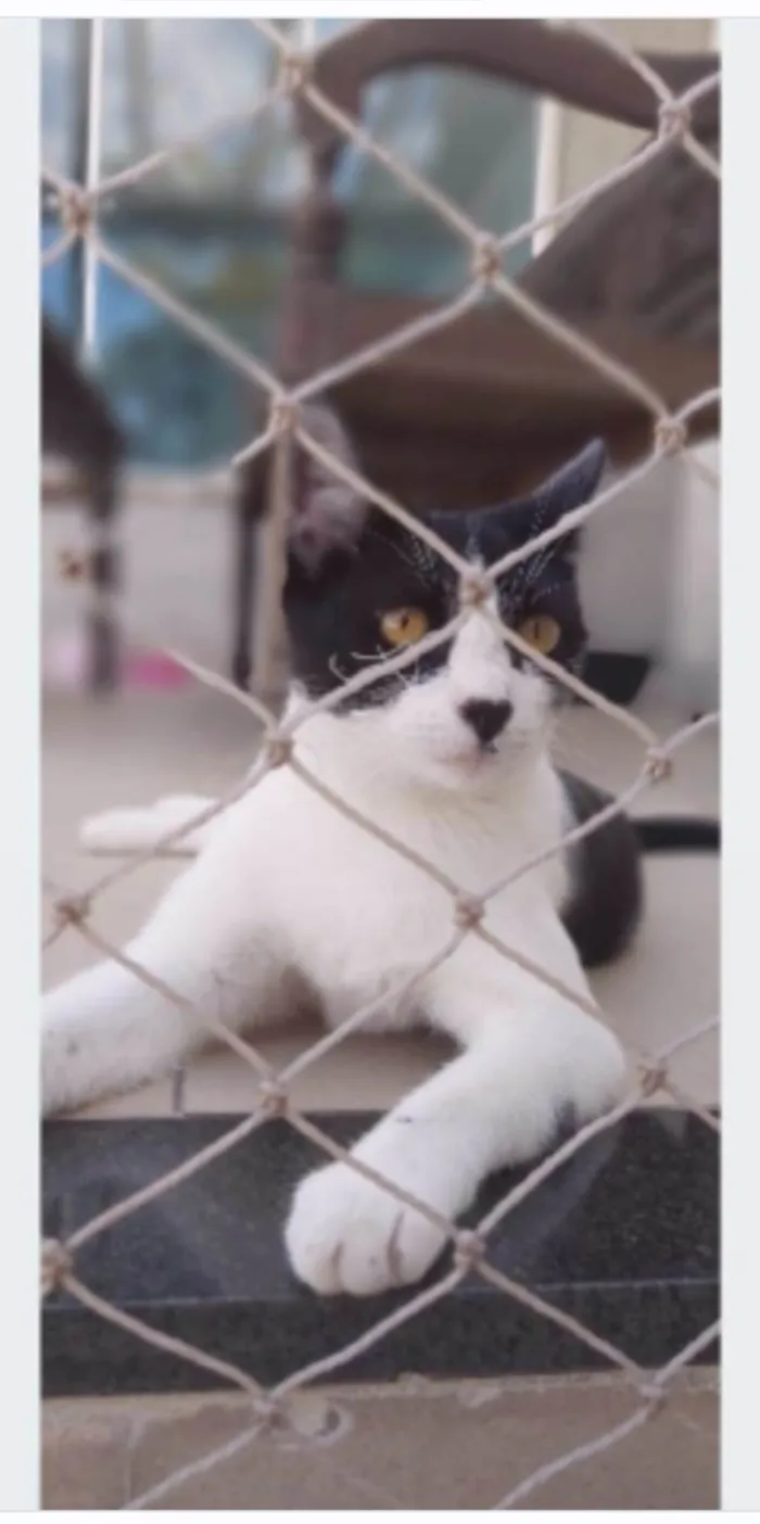 Gato ra a srd frajolinha idade 2 anos nome MAGGIE 