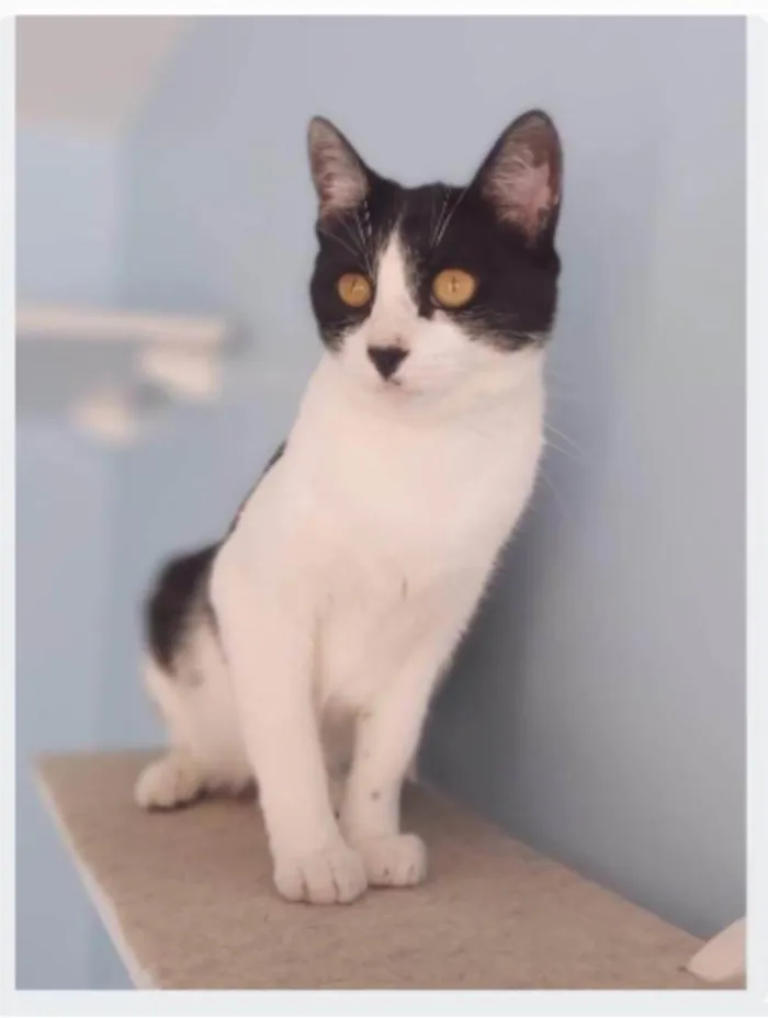 Gato ra a srd frajolinha idade 2 anos nome MAGGIE 