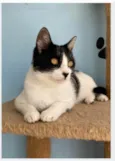 MAGGIE