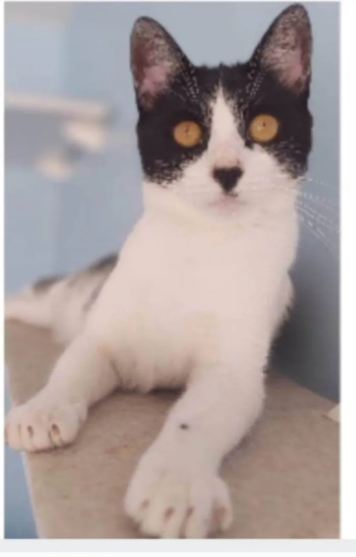 Gato ra a srd frajolinha idade 2 anos nome MAGGIE 