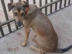 Cachorro raça SRD-ViraLata idade 5 anos nome Bela
