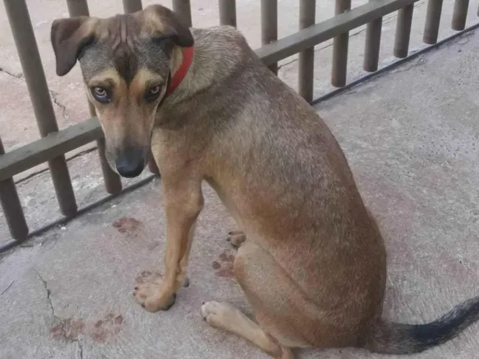 Cachorro ra a SRD-ViraLata idade 5 anos nome Bela