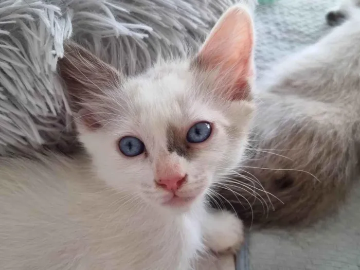 Gato ra a SRD-ViraLata idade 2 a 6 meses nome Kiara