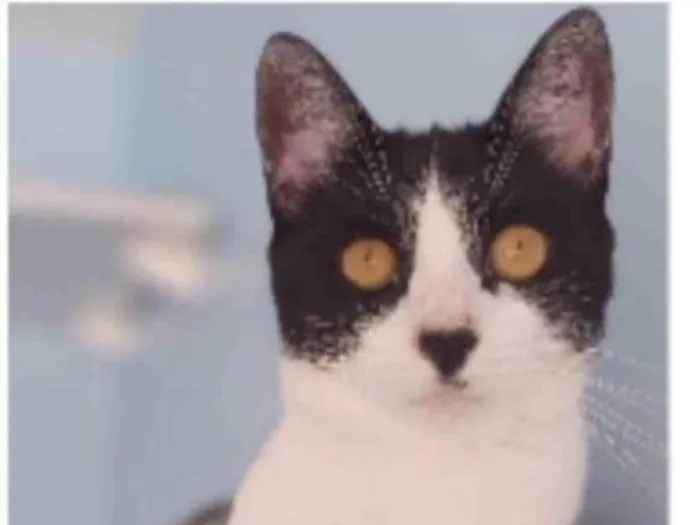 Gato ra a srd frajolinha idade 2 anos nome MAGGIE 