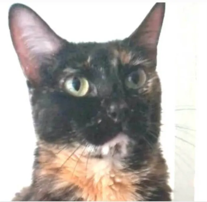 Gato ra a srd escaminha rosét  idade 6 ou mais anos nome MEG