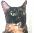 MEG