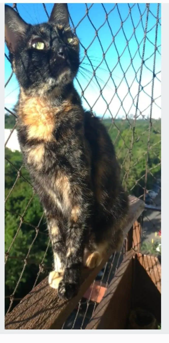 Gato ra a srd escaminha rosét  idade 6 ou mais anos nome MEG