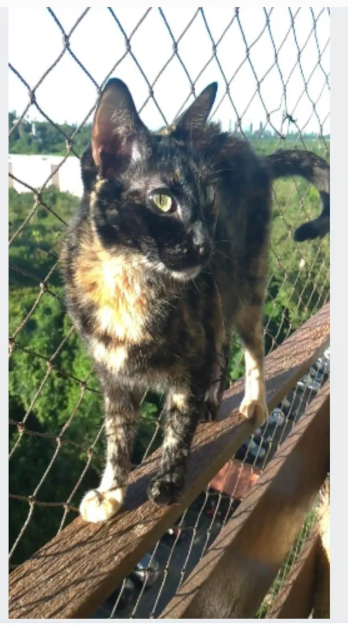 Gato ra a srd escaminha rosét  idade 6 ou mais anos nome MEG