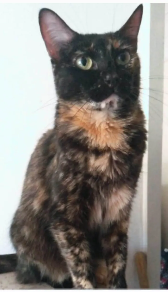 Gato ra a srd escaminha rosét  idade 6 ou mais anos nome MEG