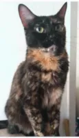 MEG