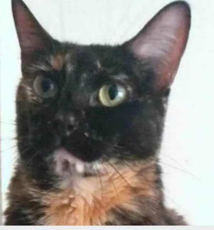 Gato ra a srd escaminha rosét  idade 6 ou mais anos nome MEG