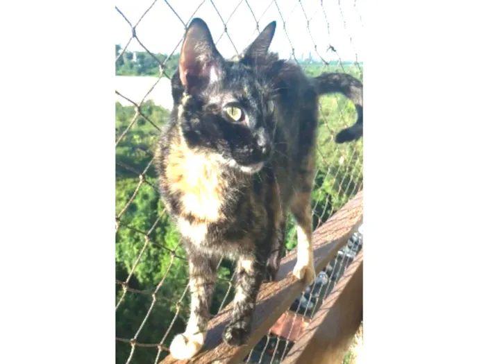 Gato ra a srd escaminha rosét  idade 6 ou mais anos nome MEG