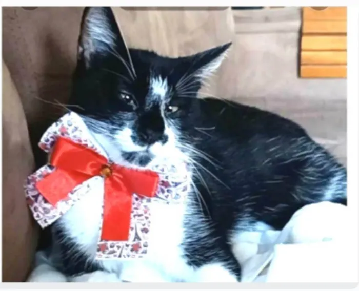 Gato ra a srd frajolinha  idade 7 a 11 meses nome AIKA