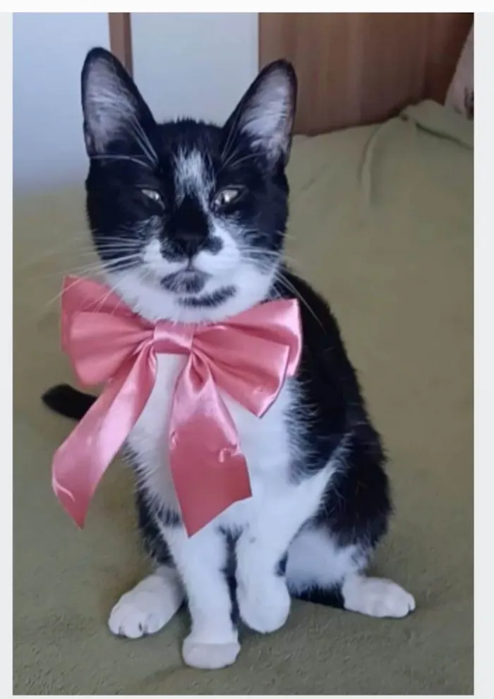 Gato ra a srd frajolinha  idade 7 a 11 meses nome AIKA