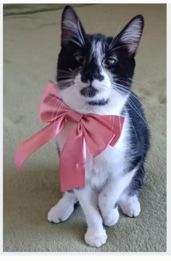 Gato ra a srd frajolinha  idade 7 a 11 meses nome AIKA