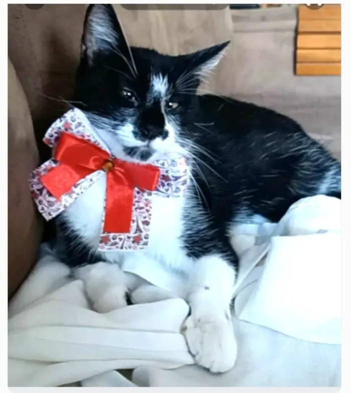 Gato ra a srd frajolinha  idade 7 a 11 meses nome AIKA