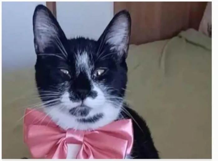 Gato ra a srd frajolinha  idade 7 a 11 meses nome AIKA