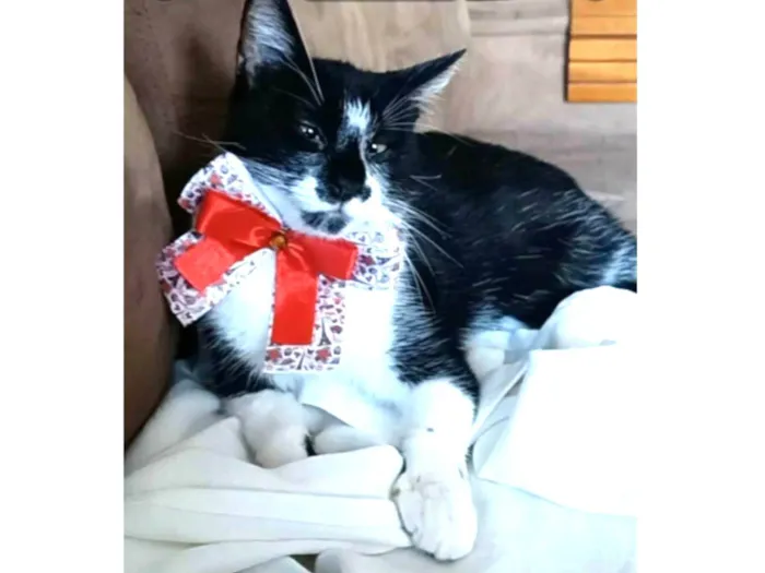Gato ra a srd frajolinha  idade 7 a 11 meses nome AIKA