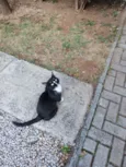 Bela