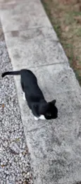 Bela