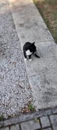 Bela
