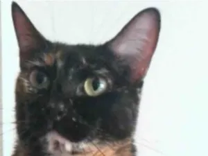 Gato raça srd escaminha rosét  idade 6 ou mais anos nome MEG