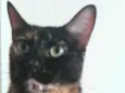 MEG