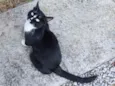 Bela