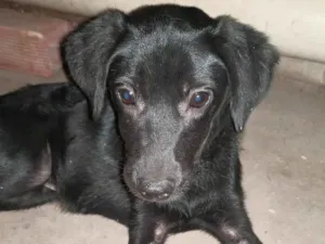 Cachorro raça SRD-ViraLata idade 2 a 6 meses nome Kalifa