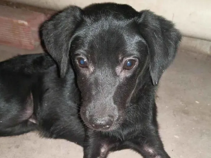 Cachorro ra a SRD-ViraLata idade 2 a 6 meses nome Kalifa