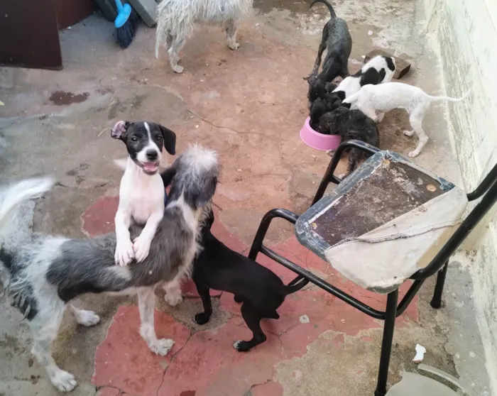 Cachorro ra a SRD-ViraLata idade 2 a 6 meses nome Sem nome 