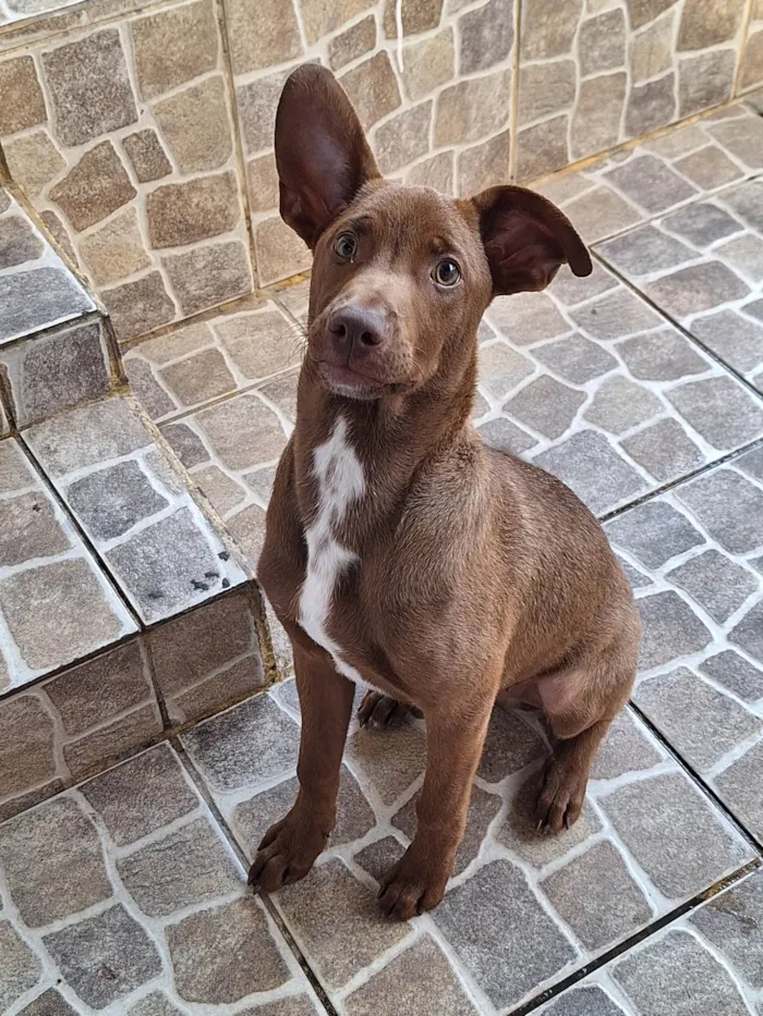 Cachorro ra a Vira lata idade 2 a 6 meses nome Siriguela