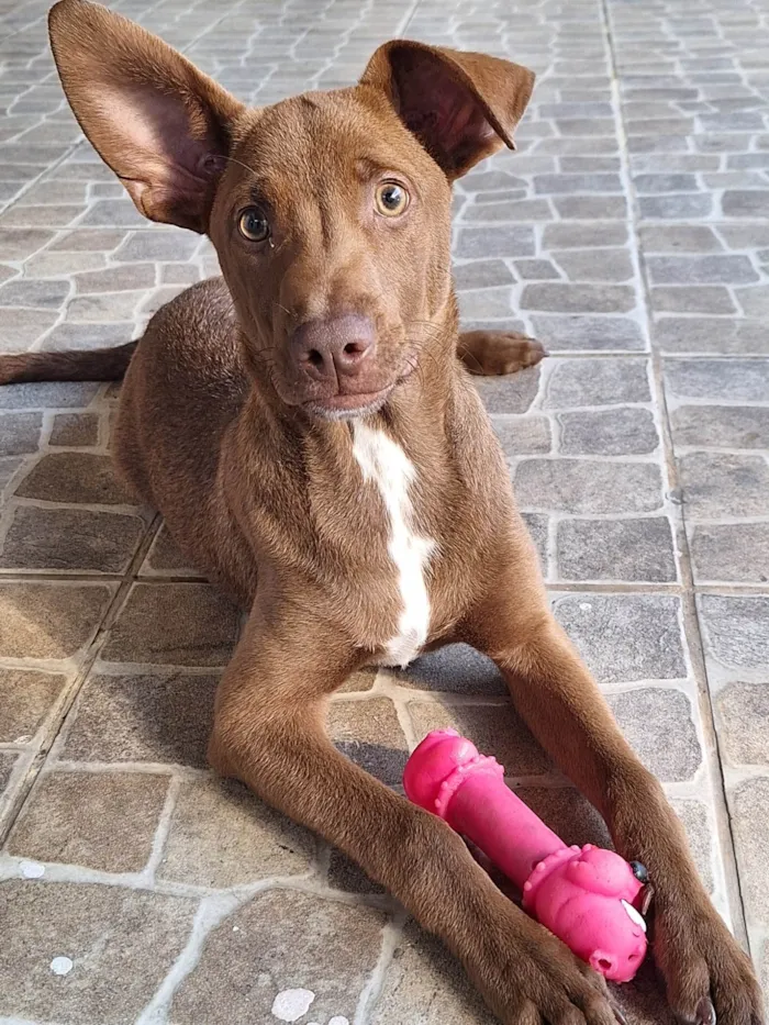 Cachorro ra a Vira lata idade 2 a 6 meses nome Siriguela