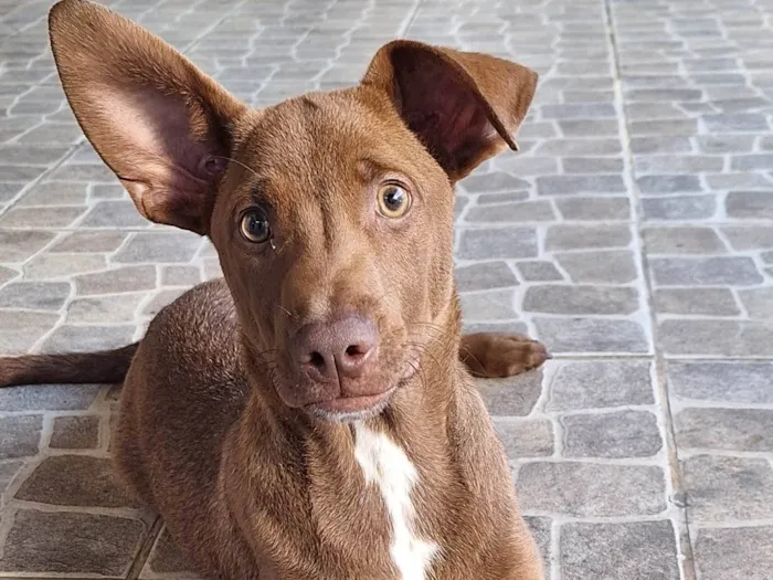 Cachorro ra a Vira lata idade 2 a 6 meses nome Siriguela