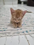 Ginger