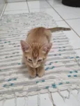 Ginger
