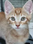 Ginger