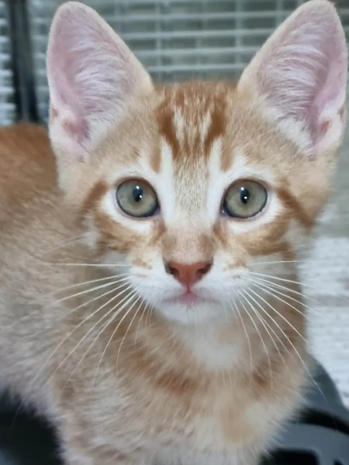 Gato ra a SRD-ViraLata idade 2 a 6 meses nome Ginger