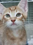 Ginger