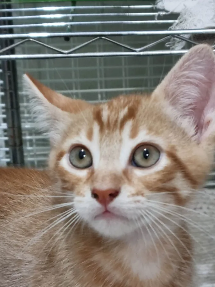 Gato ra a SRD-ViraLata idade 2 a 6 meses nome Ginger