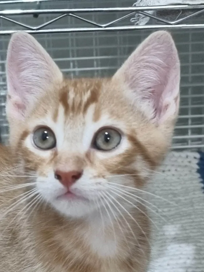 Gato ra a SRD-ViraLata idade 2 a 6 meses nome Ginger